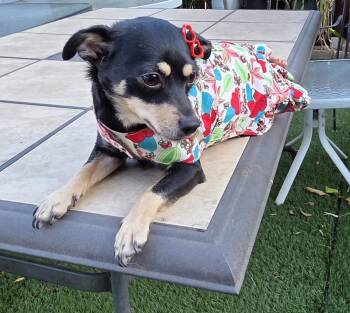 Kika -  Chihuahua Dog for Adoption in Fallbrook, California - Kika | PetCurious
