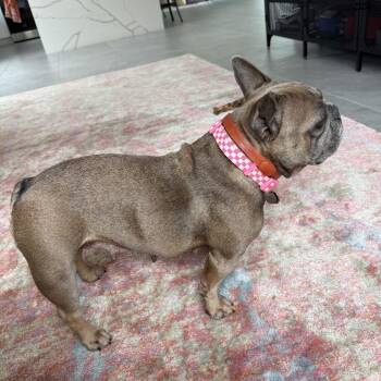 French Bulldog Dogs Available for Adoption - June A2244419 | PetCurious