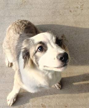 Dumpling -  Collie and Anatolian Shepherd Dog for Adoption in Warrenton, Missouri - Dumpling | PetCurious