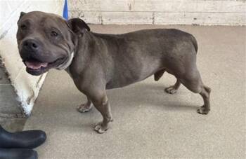 REMMINGTON -  Pit Bull Terrier Dog for Adoption in San Bernardino, California - REMMINGTON | PetCurious
