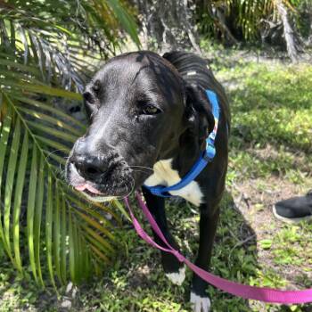 Tillie -  Labrador Retriever and Mixed Breed Dog for Adoption in Hobe Sound, Florida - Tillie | PetCurious
