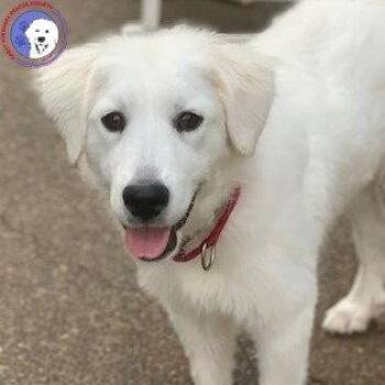 Mina -  Great Pyrenees Dog for Adoption in Spring, Texas - Mina | PetCurious