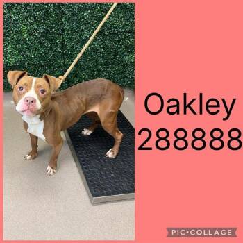OAKLEY -  Mixed Breed Dog for Adoption in Macon, Georgia - OAKLEY | PetCurious