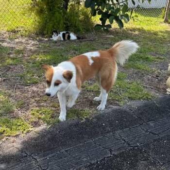 Border Collie Dogs Available for Adoption in Loxahatchee Groves, Florida - Shay 1575 | PetCurious