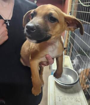Sunny -  Chihuahua and Dachshund Dog for Adoption in Severance, Colorado - Sunny | PetCurious