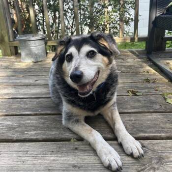 Trigger -  Australian Cattle Dog Blue Heeler Dog for Adoption in Beulaville, North Carolina - Trigger | PetCurious
