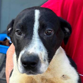 Zero -  Mixed Breed Dog for Adoption in Edwardsville, Illinois - Zero | PetCurious