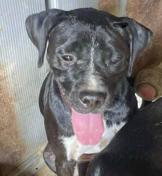 Rescue Boxer Dogs for Adoption in Manchester, Connecticut - Dottie | PetCurious