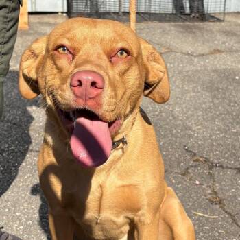 Labrador Retriever and Pit Bull Terrier Dogs Available for Adoption - Soleil | PetCurious