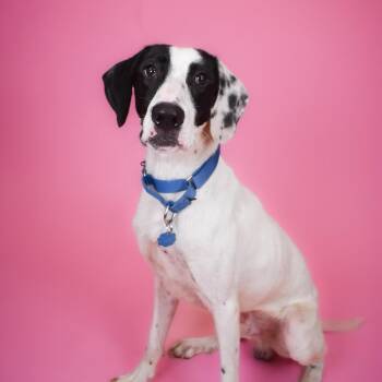 Mixed Breed Dogs Available for Adoption in West Palm Beach, Florida - Ares | PetCurious