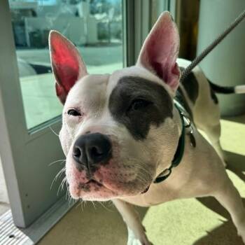 Queenie -  English Bulldog and American Staffordshire Terrier Dog for Adoption in Walnut Creek, California - Queenie | PetCurious
