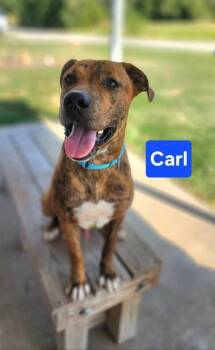 Carl -  Labrador Retriever and Mixed Breed Dog for Adoption in Clinton, Missouri - Carl | PetCurious