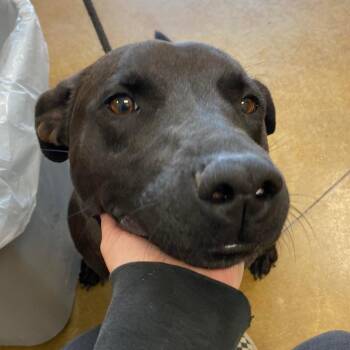 Trixie - 091111U2 -  Retriever and Mixed Breed Dog for Adoption in Tupelo, Mississippi - Trixie - 091111U2 | PetCurious