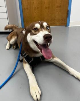 Husky Dogs Available for Adoption in Hartsville, South Carolina - Kyro | PetCurious
