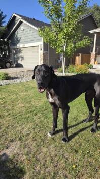 Trooper -  Great Dane Dog for Adoption in Colorado Springs, Colorado - Trooper | PetCurious