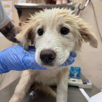 Retriever Dogs Available for Adoption in Birmingham, Alabama - Sidney | PetCurious