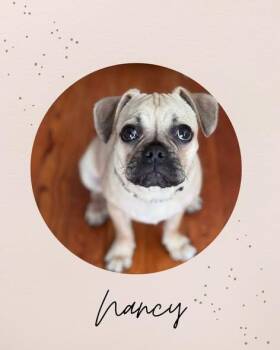 Pug Dogs Available for Adoption - NANCY | PetCurious