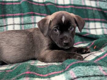 Thomas -  Chihuahua and Husky Dog for Adoption in Kingsburg, California - Thomas | PetCurious