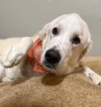 Rescue Great Pyrenees Dogs for Adoption in Port Barrington, Illinois - Sasha | PetCurious