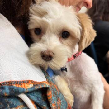 Wubbles C-34111 -  Maltese Dog for Adoption in Oklahoma City, Oklahoma - Wubbles C-34111 | PetCurious