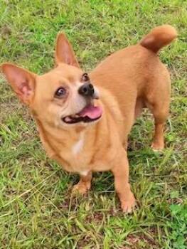 Chunk Norris -  Chihuahua and Corgi Dog for Adoption in Ladson, South Carolina - Chunk Norris | PetCurious
