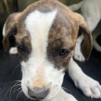 Pit Bull Terrier Dogs Available for Adoption in Birmingham, Alabama - Jada | PetCurious