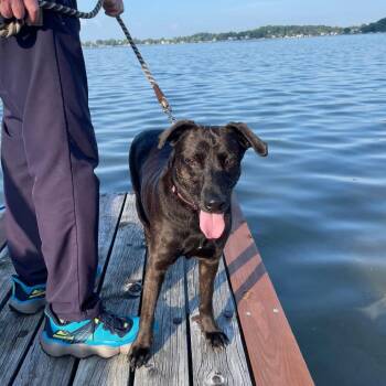 Gee Gee -  Labrador Retriever and Mixed Breed Dog for Adoption in Riverwoods, Illinois - Gee Gee | PetCurious