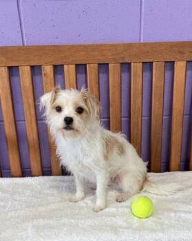 **SASSY** -  Havanese Dog for Adoption in North Prairie, Wisconsin - **SASSY** | PetCurious