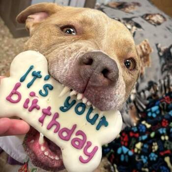 Luna -  Pit Bull Terrier Dog for Adoption in Milan, Illinois - Luna | PetCurious