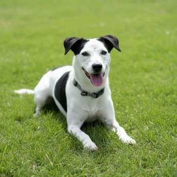 Rescue Border Collie and Jack Russell Terrier Dogs for Adoption in Phoenix, Arizona - Poppy | PetCurious