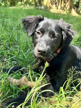 Border Collie and Terrier Dogs Available for Adoption - Joy | PetCurious