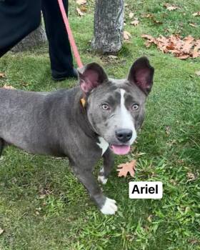Rescue Mixed Breed Dogs for Adoption in Vaudreuil-dorion, Quebec - Ariel | PetCurious
