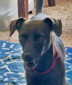 Louise -  Chihuahua and Miniature Pinscher Dog for Adoption in Syracuse, New York - Louise | PetCurious