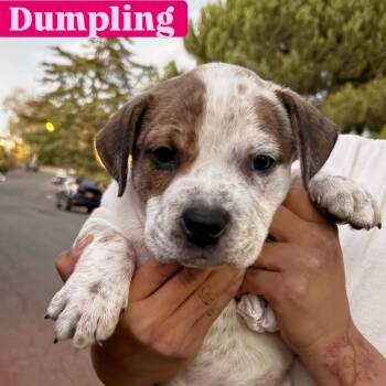 Dumpling -  American Bulldog and Pit Bull Terrier Dog for Adoption in Berkeley, California - Dumpling | PetCurious