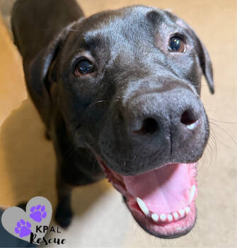 Rescue Pit Bull Terrier and Chesapeake Bay Retriever Dogs for Adoption in Kenai, Alaska - Tundra (Champagne - New Years Litter) | PetCurious