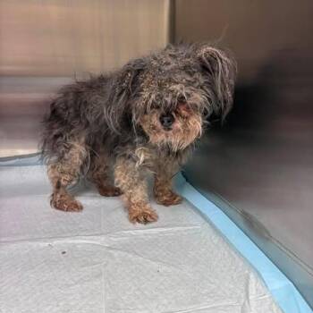 ALLY 26-07-060 -  Schnauzer Dog for Adoption in Bastrop, Texas - ALLY 26-07-060 | PetCurious