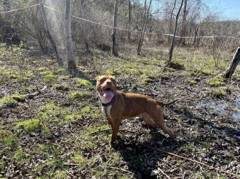 Loca -  American Staffordshire Terrier Dog Available for Adoption in Elkland, Pennsylvania - Loca | PetCurious