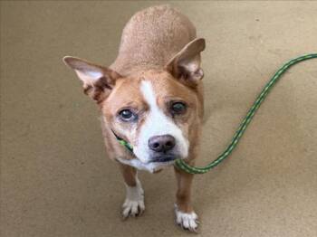 MOLLY -  Pit Bull Terrier and Mixed Breed Dog for Adoption in Derwood, Maryland - MOLLY | PetCurious