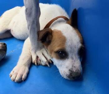 Mixed Breed Dogs Available for Adoption - COBALT | PetCurious