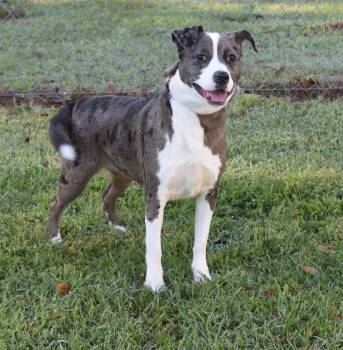 Australian Shepherd and Mixed Breed Dogs Available for Adoption in Kingsland, Georgia - Kira | PetCurious