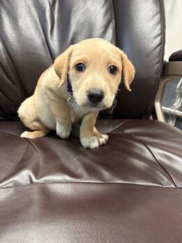 Talon -  Terrier and Poodle Dog for Adoption in Carson City, Nevada - Talon | PetCurious