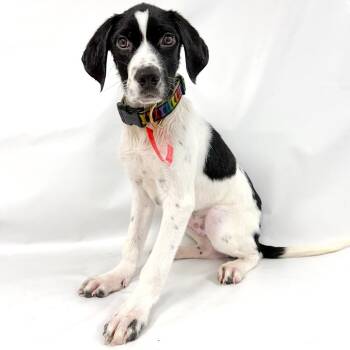 937 (2026) Ni -  German Shorthaired Pointer and Mixed Breed Dog for Adoption in Parker, Colorado - 937 (2026) Ni | PetCurious