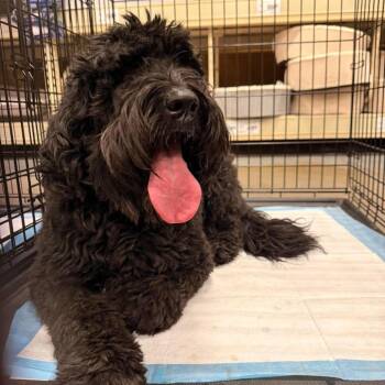 Ebony UT OS PDR/Koa -  Golden Retriever and Poodle Dog for Adoption in Las Vegas, Nevada - Ebony UT OS PDR/Koa | PetCurious