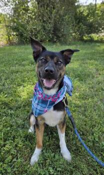 McCallister -  Shepherd Dog for Adoption in Germantown, Ohio - McCallister | PetCurious