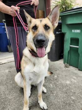 German Shepherd Dog Dogs Available for Adoption in San Antonio, Texas - GIRLY | PetCurious