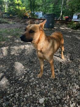 Marge -  Mixed Breed Dog Available for Adoption in Oxford, North Carolina - Marge | PetCurious