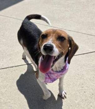 Josie -  Beagle Dog for Adoption in Bucyrus, Ohio - Josie | PetCurious