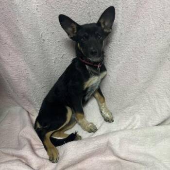 Laney -  Australian Cattle Dog Blue Heeler Dog for Adoption in Red Bluff, California - Laney | PetCurious