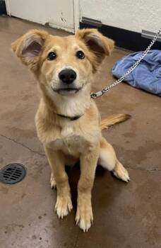 Lemonade -  Retriever and Shepherd Dog for Adoption in Chico, California - Lemonade | PetCurious