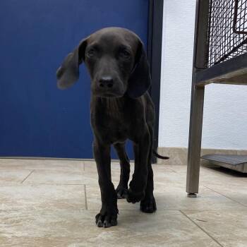 Wimp/Beluga Baby -  Mixed Breed Dog for Adoption in Galveston, Texas - Wimp/Beluga Baby | PetCurious